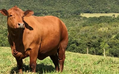 Boi gordo hoje: confira cotações para esta terça-feira (18) Boi gordo hoje: confira cotações para esta terça-feira (18)
