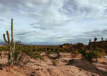 Brasil apresenta na COP17 ações de combate à desertificação e recuperação de áreas degradadas Brasil apresenta na COP17 ações de combate à desertificação e recuperação de áreas degradadas
