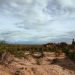 Brasil apresenta na COP17 ações de combate à desertificação e recuperação de áreas degradadas Brasil apresenta na COP17 ações de combate à desertificação e recuperação de áreas degradadas