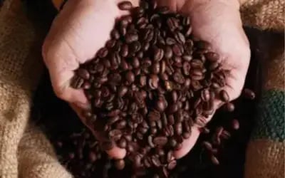 Café hoje: confira as cotações para esta segunda-feira (3) Café hoje: confira as cotações para esta segunda-feira (3)