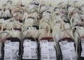 Mar Vermelho? Novas regras para doadores de sangue exigem adaptações de municípios