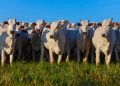 Valor Bruto da Produção Agropecuária é estimado em R$ 1,39 trilhão em julho