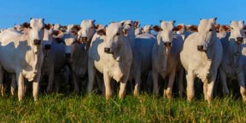 Valor Bruto da Produção Agropecuária é estimado em R$ 1,39 trilhão em julho Valor Bruto da Produção Agropecuária é estimado em R$ 1,39 trilhão em julho