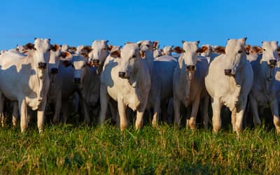 Valor Bruto da Produção Agropecuária é estimado em R$ 1,39 trilhão em julho Valor Bruto da Produção Agropecuária é estimado em R$ 1,39 trilhão em julho