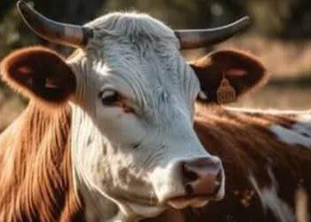 Arroba do boi gordo sobe e chega a R$ 363,05 em São Paulo Arroba do boi gordo sobe e chega a R$ 363,05 em São Paulo