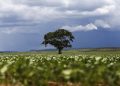 Crédito rural: Região Sul lidera liberação de recursos e Nordeste registra maior valor médio na safra 2026/2027