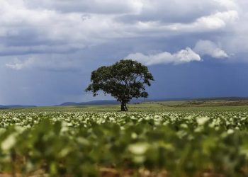 Crédito rural: Região Sul lidera liberação de recursos e Nordeste registra maior valor médio na safra 2026/2027 Crédito rural: Região Sul lidera liberação de recursos e Nordeste registra maior valor médio na safra 2026/2027