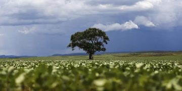 Crédito rural: Região Sul lidera liberação de recursos e Nordeste registra maior valor médio na safra 2026/2027 Crédito rural: Região Sul lidera liberação de recursos e Nordeste registra maior valor médio na safra 2026/2027