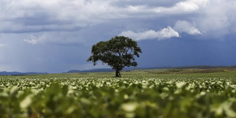 Crédito rural: Região Sul lidera liberação de recursos e Nordeste registra maior valor médio na safra 2026/2027 Crédito rural: Região Sul lidera liberação de recursos e Nordeste registra maior valor médio na safra 2026/2027