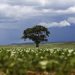 Crédito rural: Região Sul lidera liberação de recursos e Nordeste registra maior valor médio na safra 2026/2027 Crédito rural: Região Sul lidera liberação de recursos e Nordeste registra maior valor médio na safra 2026/2027