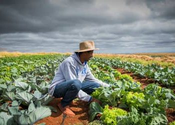 Renegociação de dívidas rurais não chega ao produtor, diz bancada do agro