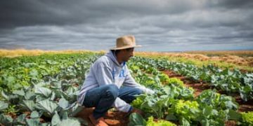 Renegociação de dívidas rurais não chega ao produtor, diz bancada do agro Renegociação de dívidas rurais não chega ao produtor, diz bancada do agro