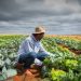 Renegociação de dívidas rurais não chega ao produtor, diz bancada do agro