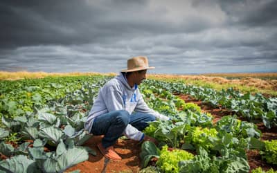 Renegociação de dívidas rurais não chega ao produtor, diz bancada do agro Renegociação de dívidas rurais não chega ao produtor, diz bancada do agro