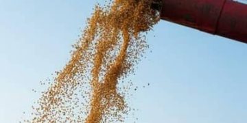 Soja inicia sexta-feira (4) em queda no Paraná e em Paranaguá Soja inicia sexta-feira (4) em queda no Paraná e em Paranaguá