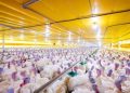 Após confirmação de surto, países suspendem compras de aves brasileiras