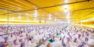 Após confirmação de surto, países suspendem compras de aves brasileiras