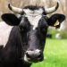Boi gordo, frango e suíno: confira cotações para esta segunda-feira (5)