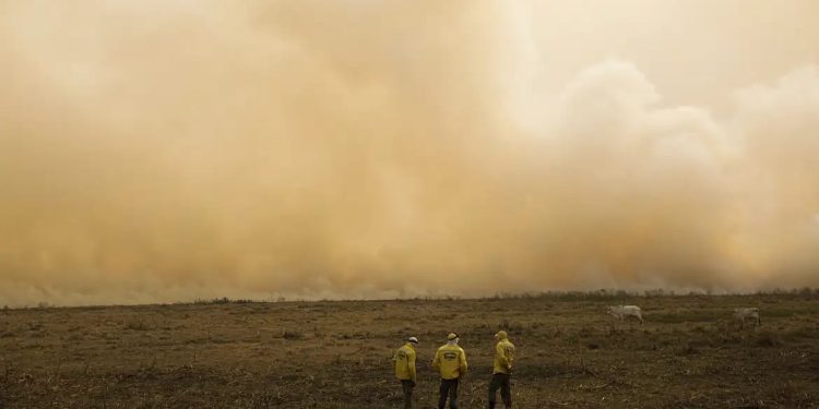 El Niño: Embrapa recomenda medidas para conservar a água e reduzir os efeitos do estresse hídrico e térmico, no Sudeste