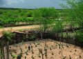 El Niño: agro do Nordeste deve priorizar conservação do solo, uso eficiente da água e formação de reservas El Niño: agro do Nordeste deve priorizar conservação do solo, uso eficiente da água e formação de reservas