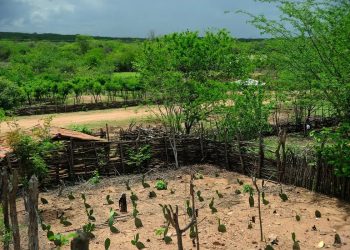 El Niño: agro do Nordeste deve priorizar conservação do solo, uso eficiente da água e formação de reservas El Niño: agro do Nordeste deve priorizar conservação do solo, uso eficiente da água e formação de reservas