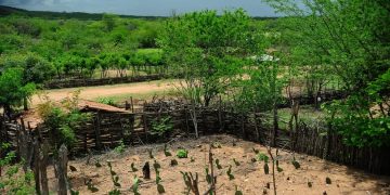 El Niño: agro do Nordeste deve priorizar conservação do solo, uso eficiente da água e formação de reservas
