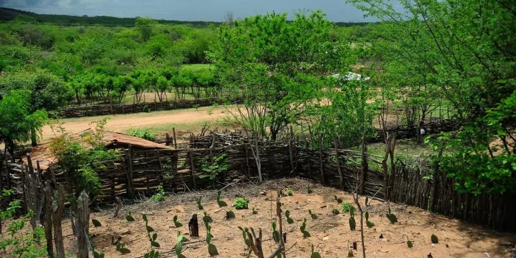 El Niño: agro do Nordeste deve priorizar conservação do solo, uso eficiente da água e formação de reservas El Niño: agro do Nordeste deve priorizar conservação do solo, uso eficiente da água e formação de reservas