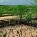 El Niño: agro do Nordeste deve priorizar conservação do solo, uso eficiente da água e formação de reservas El Niño: agro do Nordeste deve priorizar conservação do solo, uso eficiente da água e formação de reservas