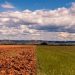 El Niño: plataforma reúne orientações para produtores rurais na safra 2026/2027
