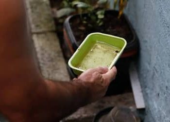 Quase metade dos municípios está em alerta ou risco para presença do Aedes aegypti Quase metade dos municípios está em alerta ou risco para presença do Aedes aegypti
