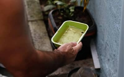 Quase metade dos municípios está em alerta ou risco para presença do Aedes aegypti Quase metade dos municípios está em alerta ou risco para presença do Aedes aegypti