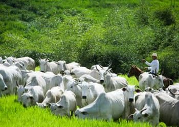Rebanho bovino recua, mas exportações de carne batem recorde em 2025