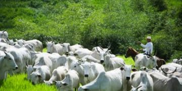 Rebanho bovino recua, mas exportações de carne batem recorde em 2025