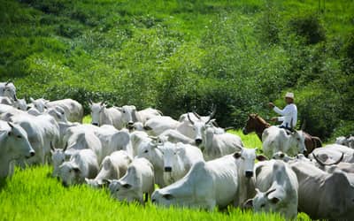 Rebanho bovino recua, mas exportações de carne batem recorde em 2025 Rebanho bovino recua, mas exportações de carne batem recorde em 2025
