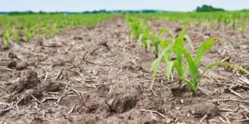 Seca ameaça safra da agricultura familiar em mais de 190 municípios do país
