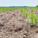 Seca ameaça safra da agricultura familiar em mais de 190 municípios do país